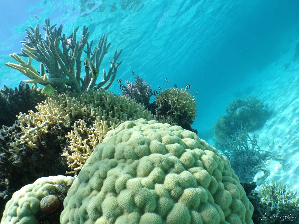 beach and turtle island noumea